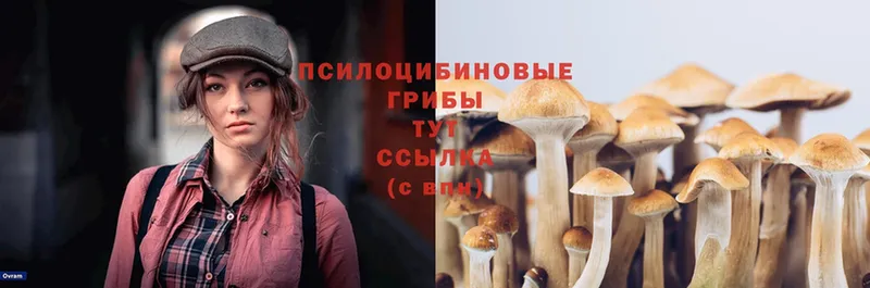 mega вход  Карабаново  Галлюциногенные грибы Magic Shrooms 